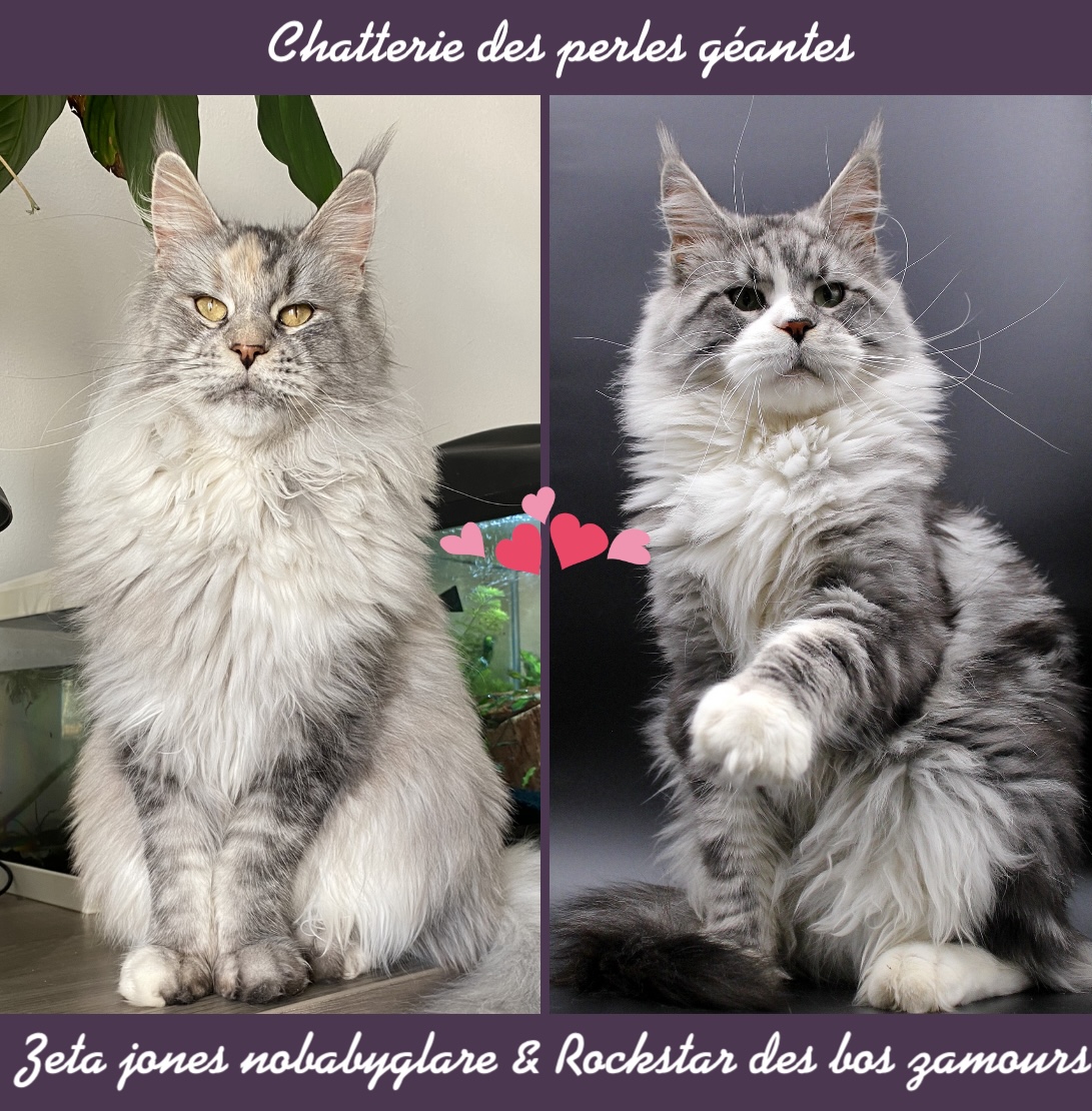 Des Perles Géantes - Maine Coon - Portée née le 22/02/2022