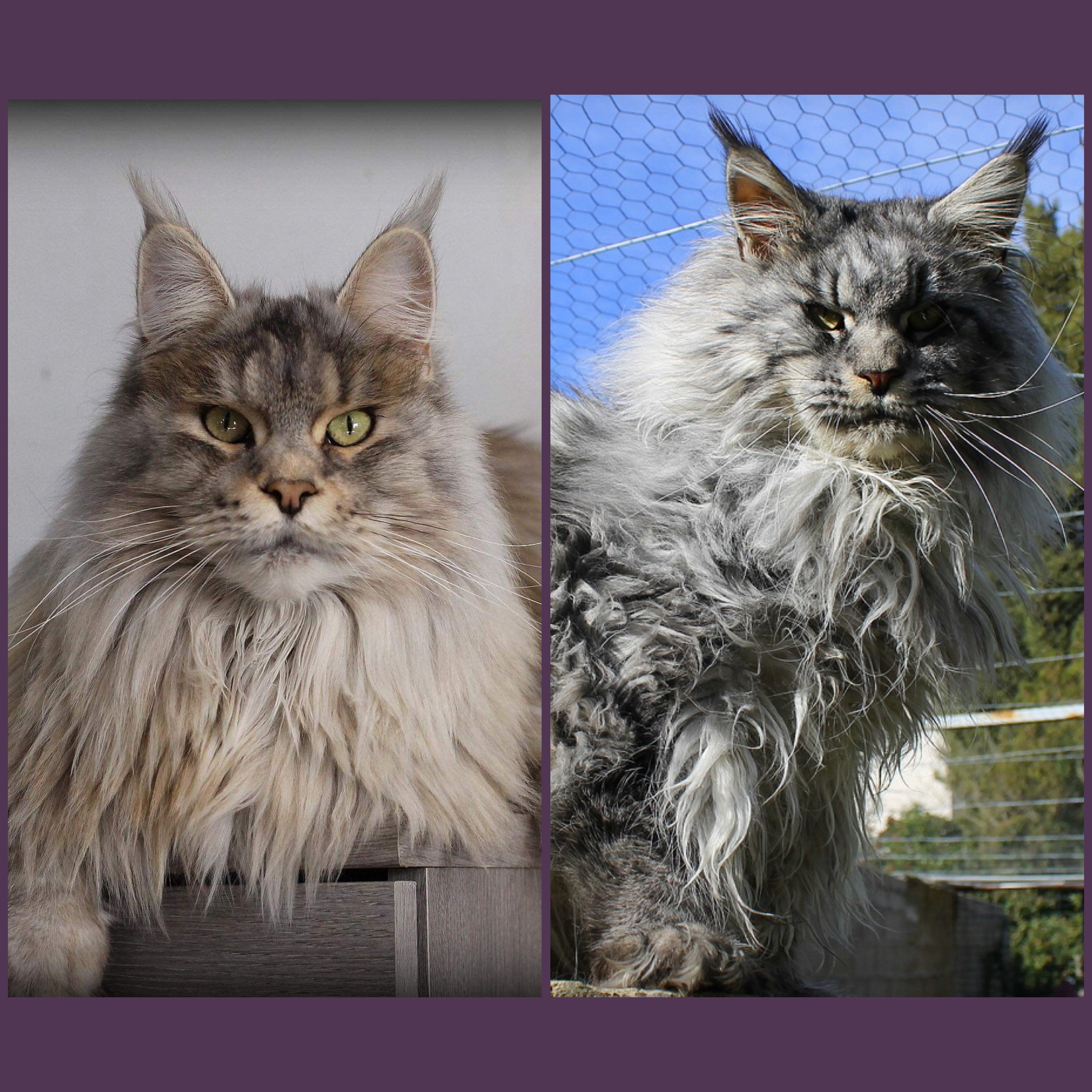 chaton Maine Coon Des Perles Géantes