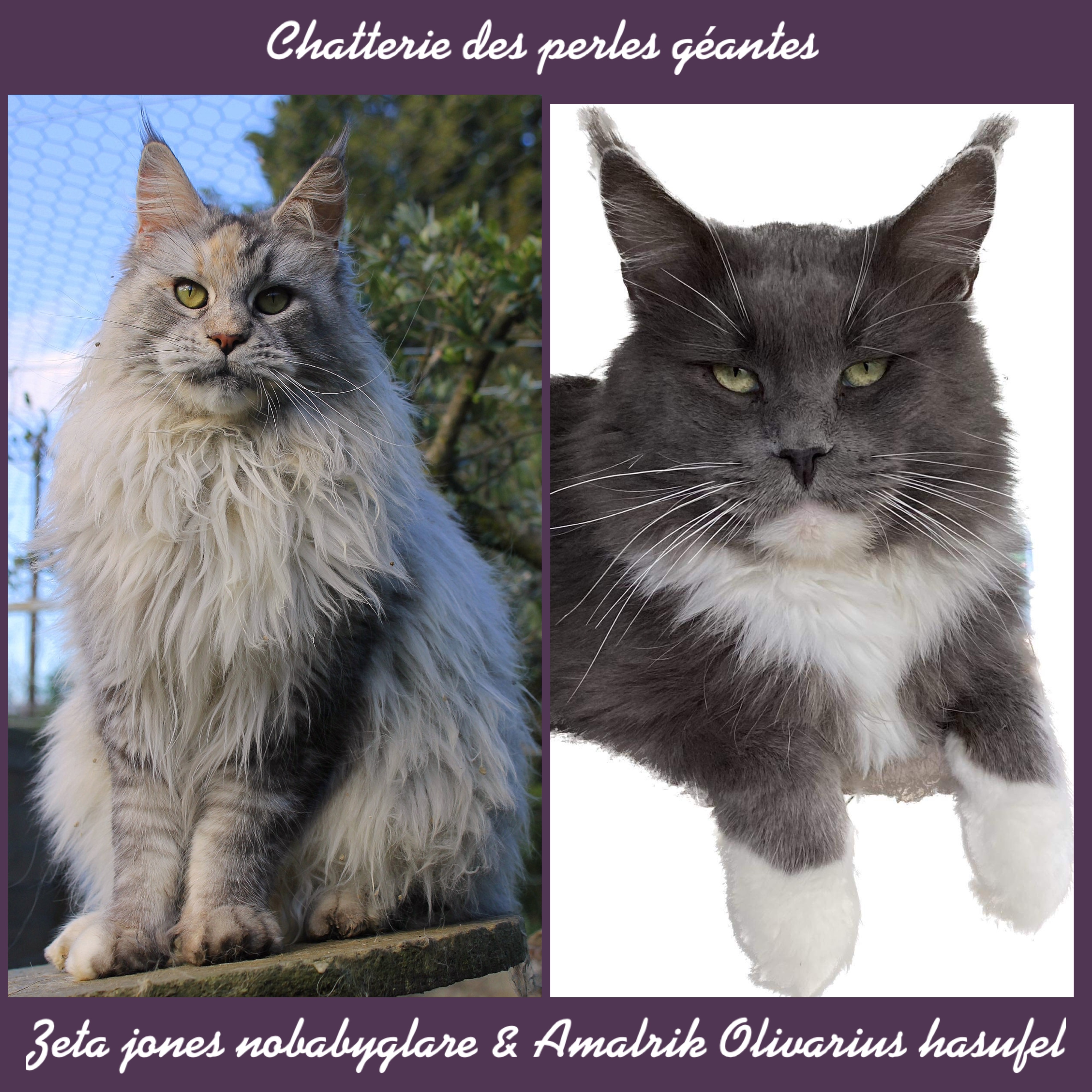 Des Perles Géantes - Maine Coon - Portée née le 08/03/2023