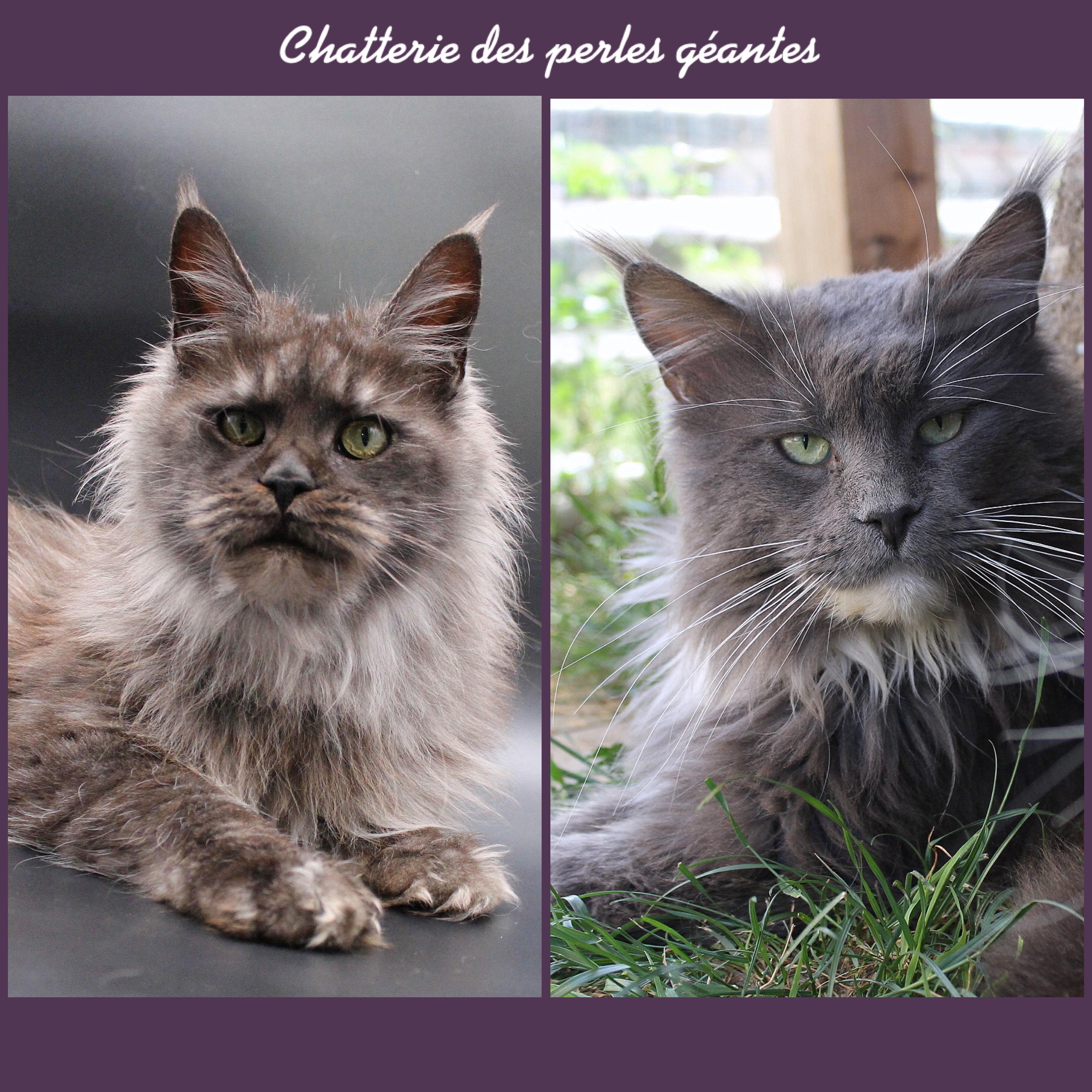 Des Perles Géantes - Maine Coon - Portée née le 10/08/2022