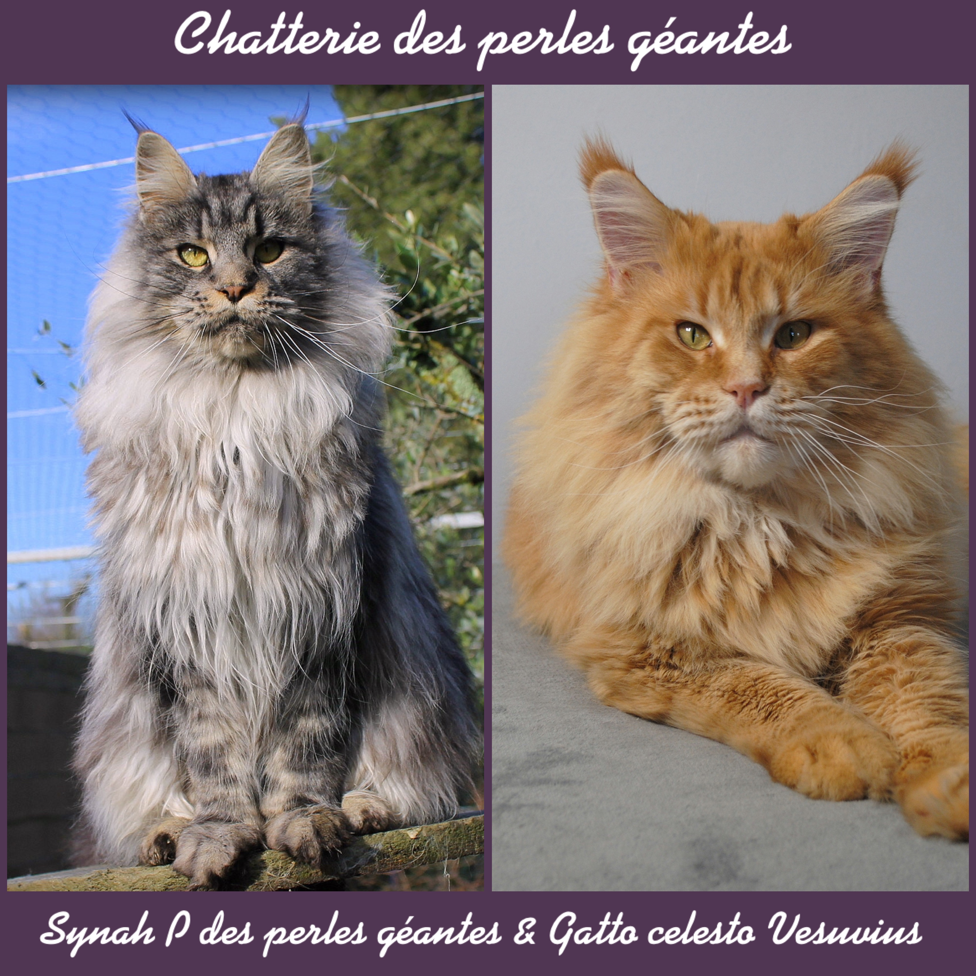 chaton Maine Coon Des Perles Géantes