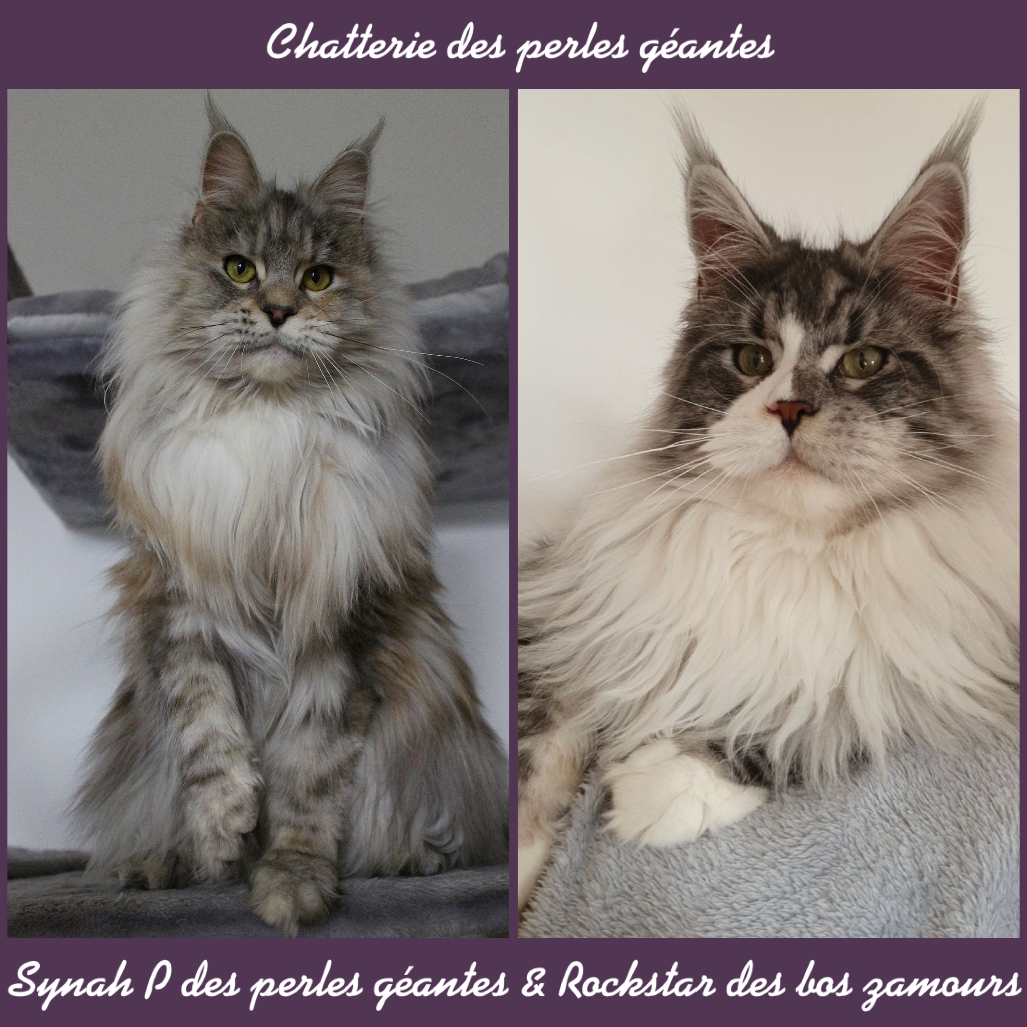 Des Perles Géantes - Maine Coon - Portée née le 30/04/2022