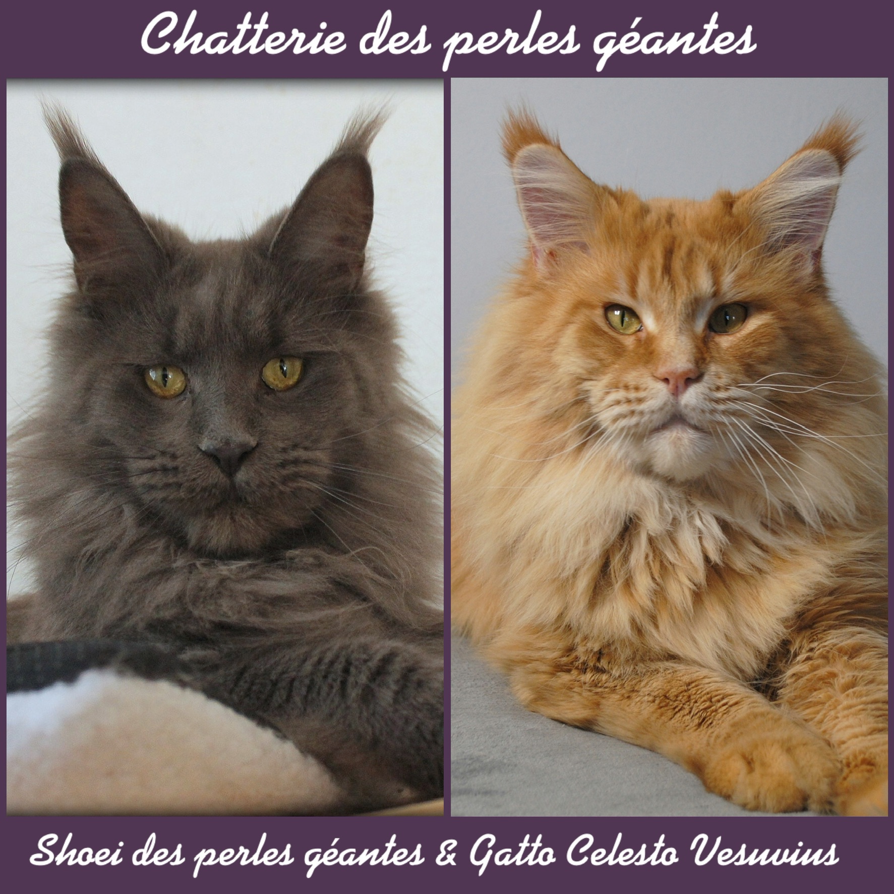 Des Perles Géantes - Maine Coon - Portée née le 30/01/2023