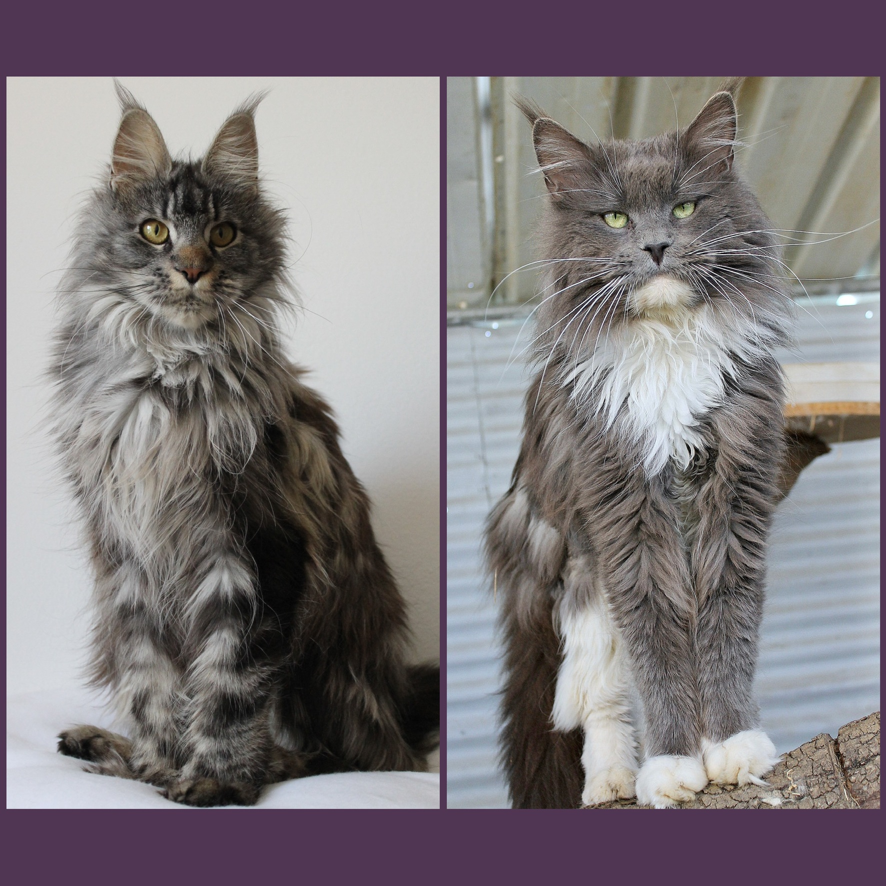 Des Perles Géantes - Maine Coon - Portée née le 06/04/2022