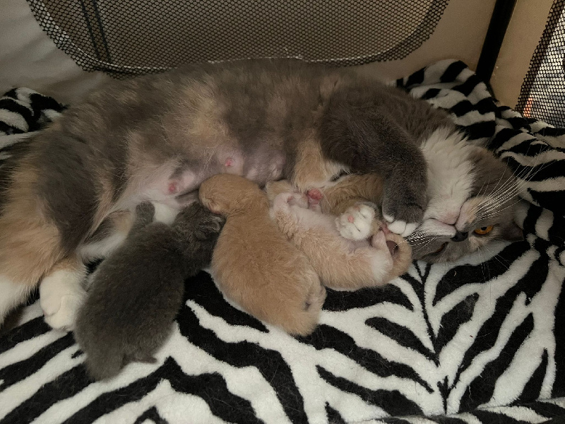 chaton British Shorthair et Longhair Des Plaines D'Epona