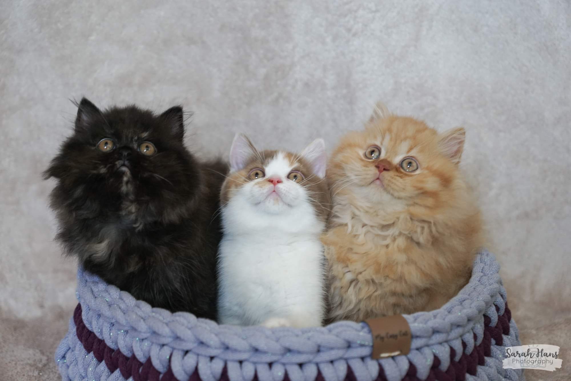 Des Plaines D'Epona - British Shorthair et Longhair - Portée née le 10/04/2022