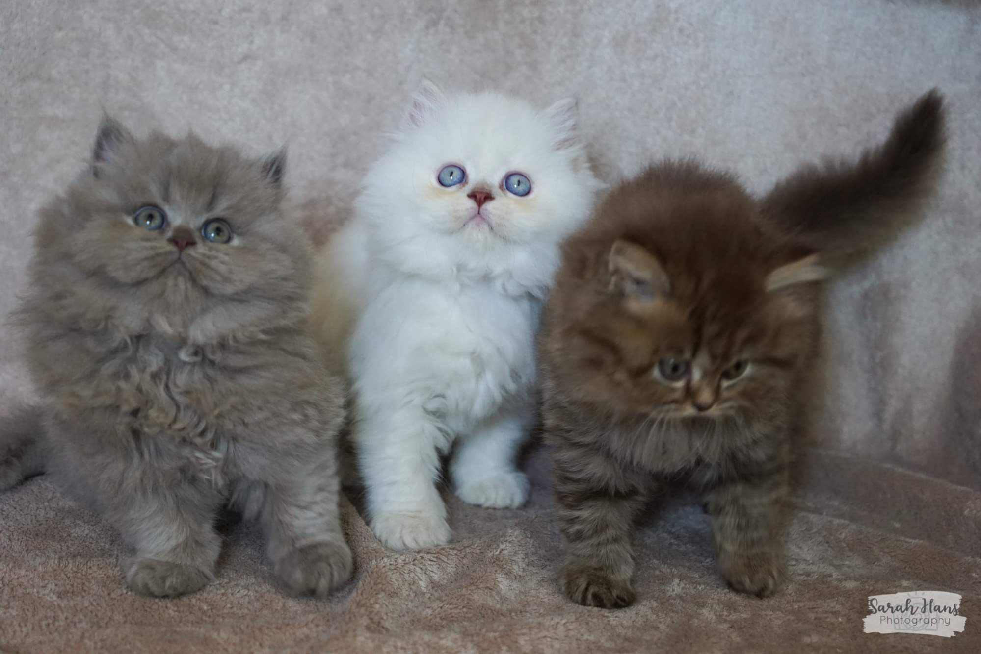 chaton British Shorthair et Longhair Des Plaines D'Epona