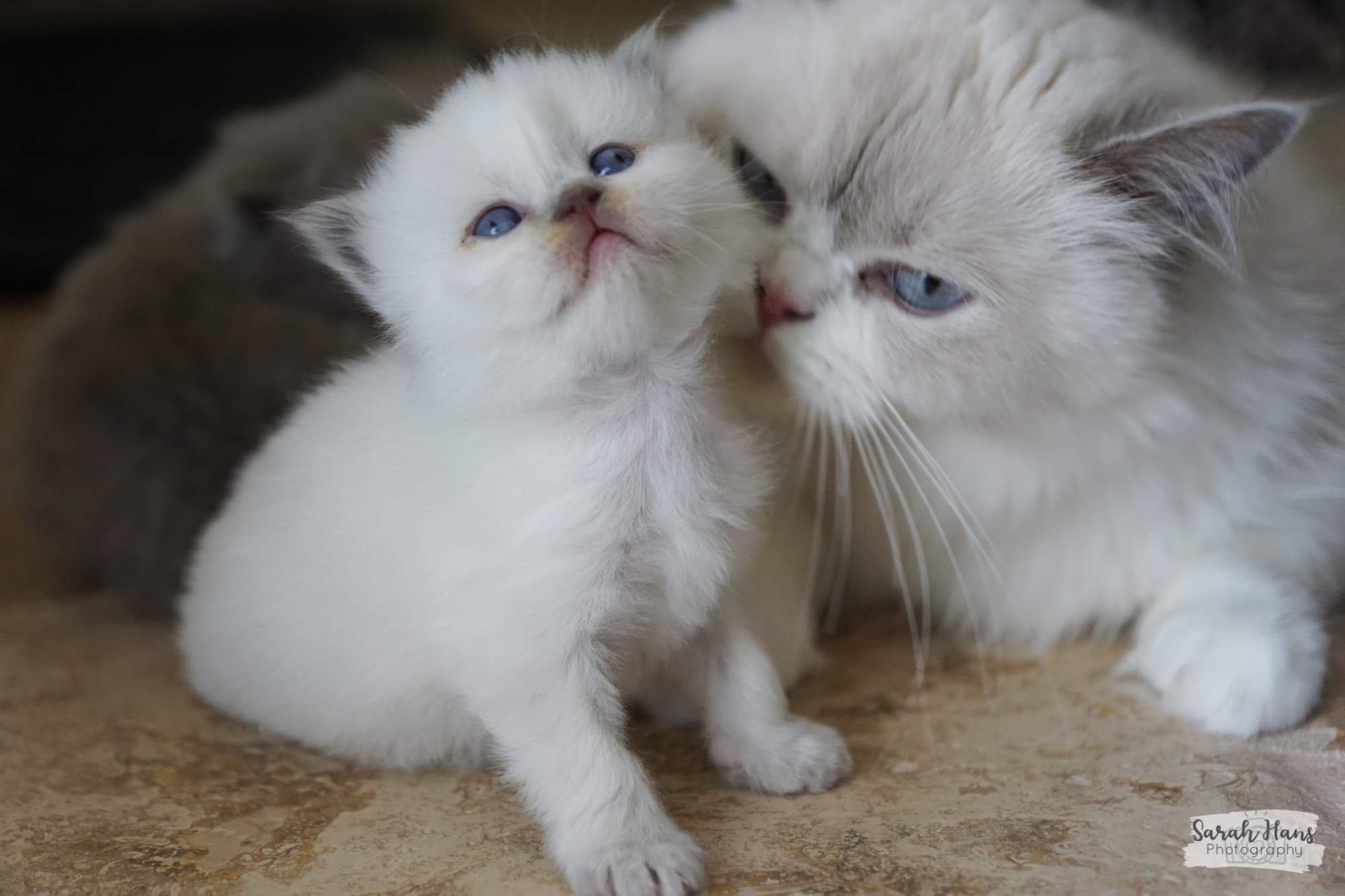 Des Plaines D'Epona - British Shorthair et Longhair - Portée née le 25/05/2022