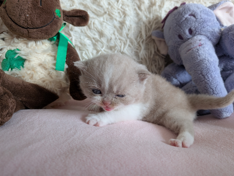 CHATON