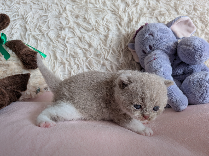 CHATON +