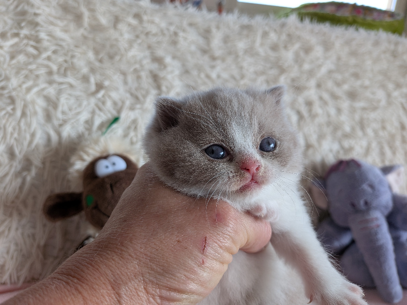 CHATON