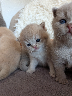 Des Trois Collines - Chaton disponible  - British Shorthair et Longhair