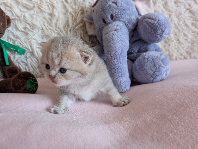 Des Trois Collines - Chaton disponible  - British Shorthair et Longhair