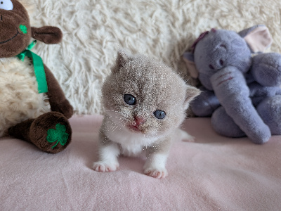 Des Trois Collines - Chaton disponible  - British Shorthair et Longhair