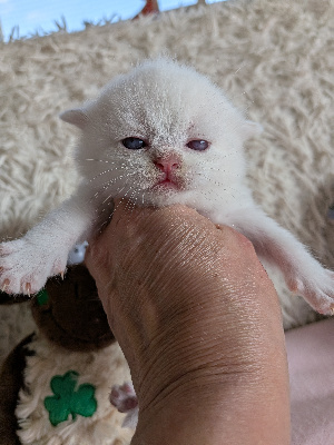 Des Trois Collines - Chaton disponible  - British Shorthair et Longhair