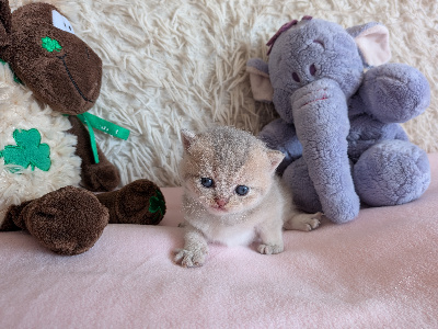 Des Trois Collines - Chaton disponible  - British Shorthair et Longhair