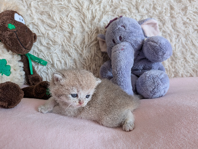 Des Trois Collines - Chaton disponible  - British Shorthair et Longhair
