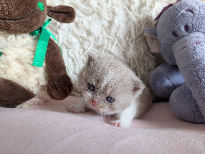 Des Trois Collines - Chaton disponible  - British Shorthair et Longhair