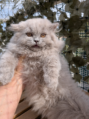 Des Trois Collines - Chaton disponible  - British Shorthair et Longhair