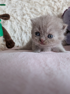 Des Trois Collines - Chaton disponible  - British Shorthair et Longhair