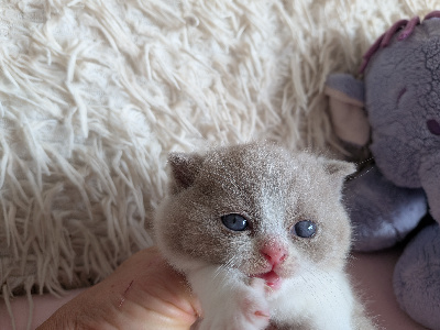 Des Trois Collines - Chaton disponible  - British Shorthair et Longhair