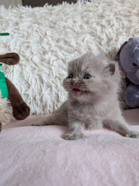 CHATON