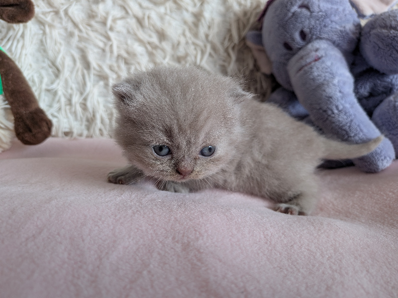 CHATON