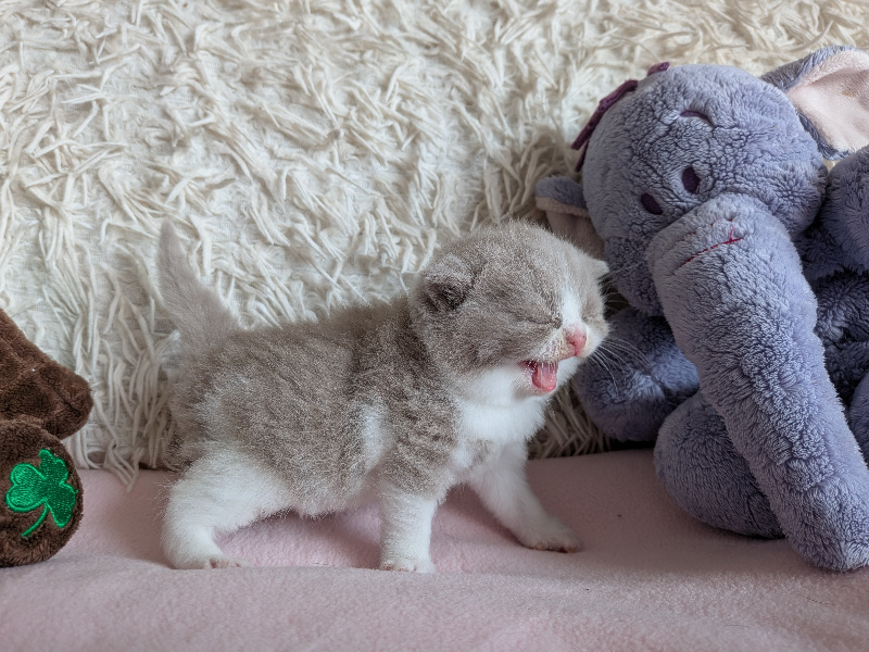 CHATON