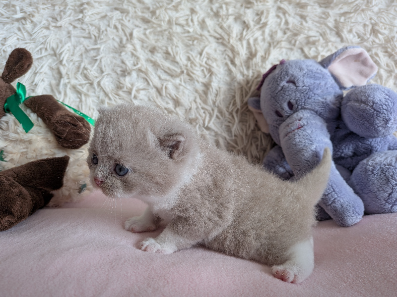 CHATON +