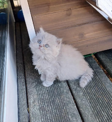 Sweetness Of Cuzay - British Shorthair et Longhair - Portée née le 08/08/2022