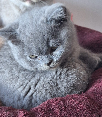 Sweetness Of Cuzay - Chaton disponible  - British Shorthair et Longhair