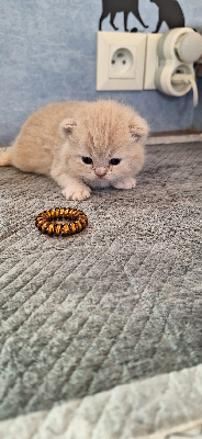 Sweetness Of Cuzay - British Shorthair et Longhair - Portée née le 17/07/2023