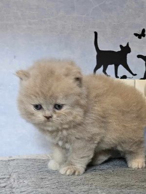 Sweetness Of Cuzay - British Shorthair et Longhair - Portée née le 03/07/2023