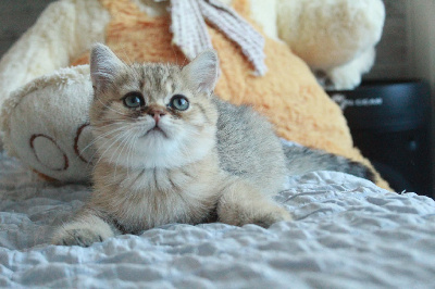 Des Infiny Cheshire - Chaton disponible  - British Shorthair et Longhair