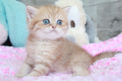 Des Infiny Cheshire - Chaton disponible  - British Shorthair et Longhair