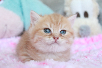Des Infiny Cheshire - Chaton disponible  - British Shorthair et Longhair