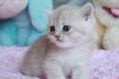 Des Infiny Cheshire - Chaton disponible  - British Shorthair et Longhair