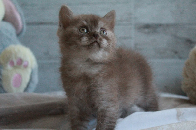 Des Infiny Cheshire - Chaton disponible  - British Shorthair et Longhair