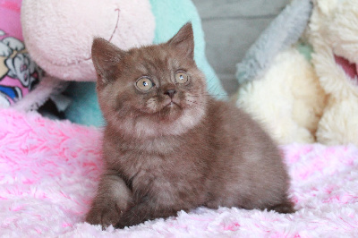 Des Infiny Cheshire - Chaton disponible  - British Shorthair et Longhair