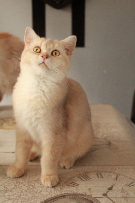 Des Infiny Cheshire - Chaton disponible  - British Shorthair et Longhair