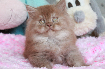Des Infiny Cheshire - Chaton disponible  - British Shorthair et Longhair