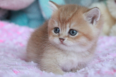 Des Infiny Cheshire - Chaton disponible  - British Shorthair et Longhair