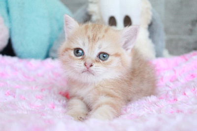 Des Infiny Cheshire - Chaton disponible  - British Shorthair et Longhair