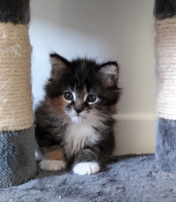 Of Wild's River - Chaton disponible  - Maine Coon