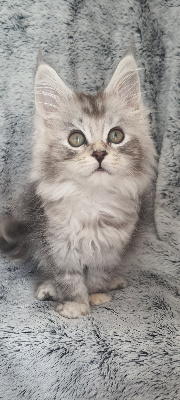 Under The Snow - Chaton disponible  - Maine Coon