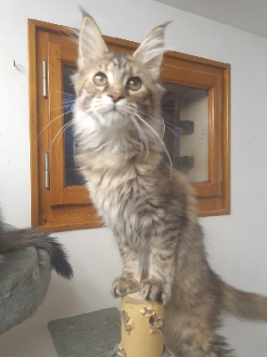 Under The Snow - Chaton disponible  - Maine Coon
