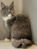Maine coon Loof certifié - chatons or de France 🇫🇷 Maine Coon