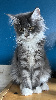 Maine coon Loof certifié - chatons or de France 🇫🇷 Maine Coon
