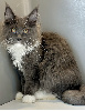 Maine coon Loof certifié - chatons or de France 🇫🇷 Maine Coon