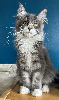 Maine coon Loof certifié - chatons or de France 🇫🇷 Maine Coon